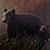 Balck Bear "Guardian"