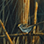 Creekside Sparrow