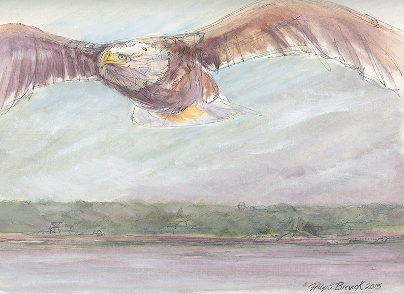 Eagle at Gray's Point