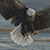 Eagle Pursuit