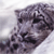 snow leopard crop