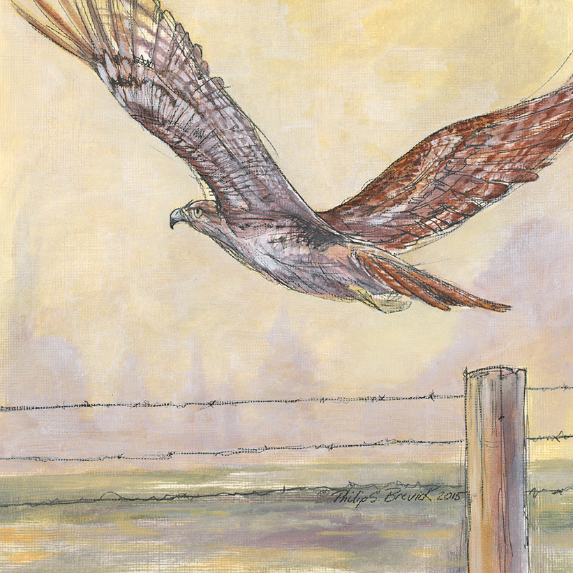 red Tailed Hawk Sketch