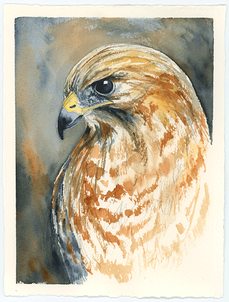 Red Tailed Hawk Watercolor Portrait