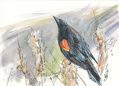 redwing_blackbird_cattail