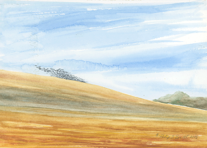Starling Flock Field