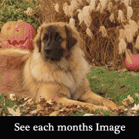 2010 Leonberger Calendar