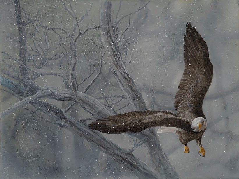 Winter's Arrival Eagle